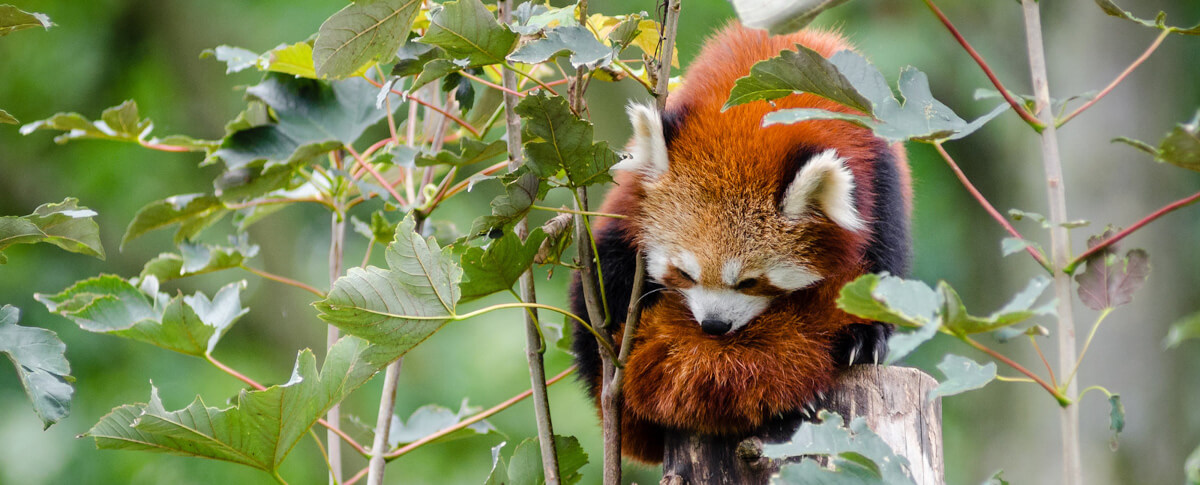 A red panda sitting on a branch.